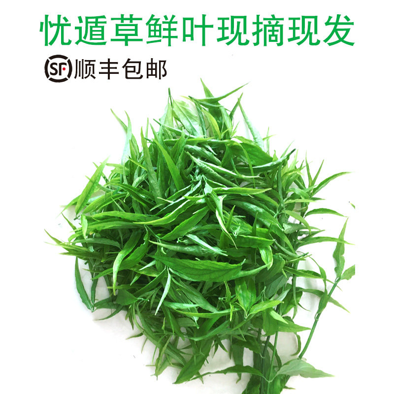 忧遁草鲜叶优盾草干叶干茎黎王草鳄嘴花茶优顿草现摘嫩叶50克包邮