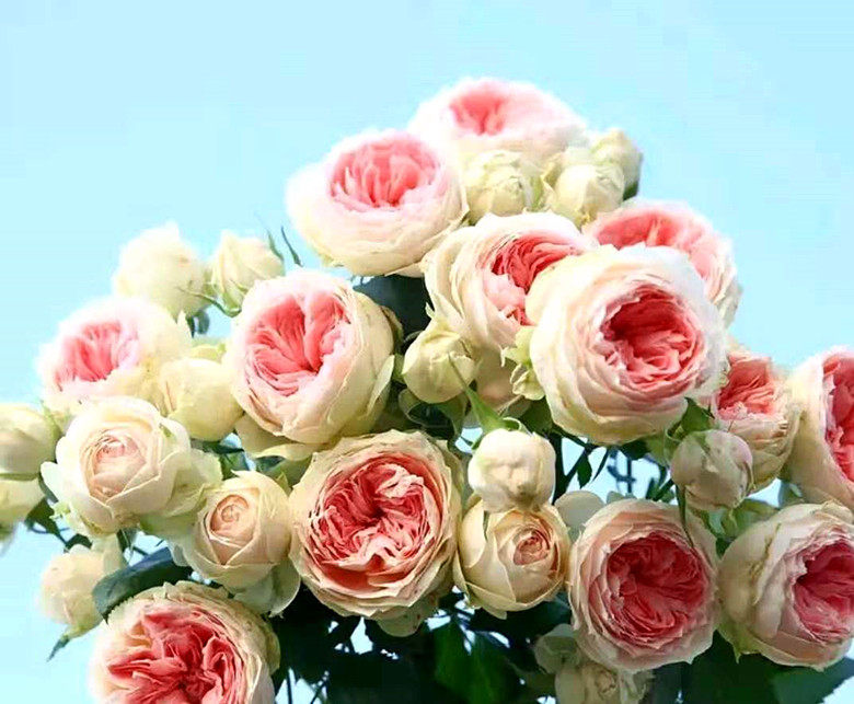 小花农月季坞欧月门廊绒球四季多花月季玫瑰庭院阳台盆栽绿植花卉