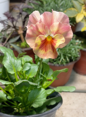 01180花日和满两颗包邮