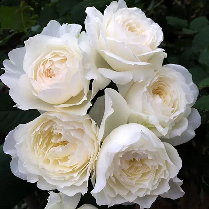 小花农月季坞欧月雪野一梦多花浓香月季玫瑰绿植盆栽庭院阳台花卉