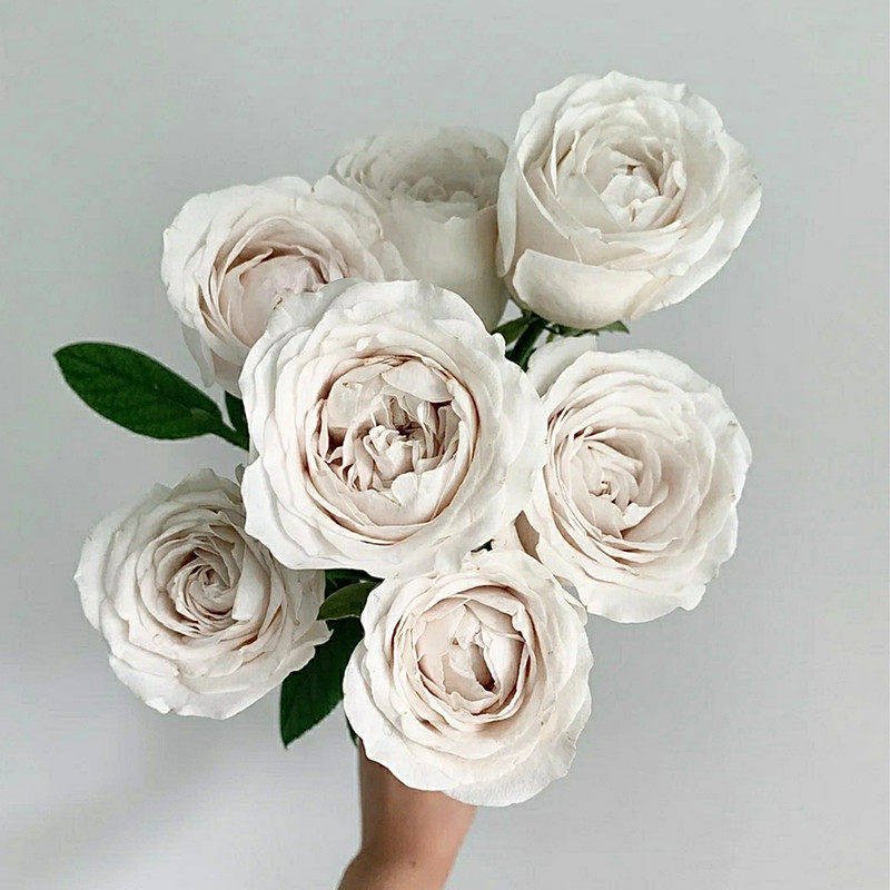 新品月季银色衬裙四季大花多花银灰色玫瑰盆栽庭院阳台花园花卉