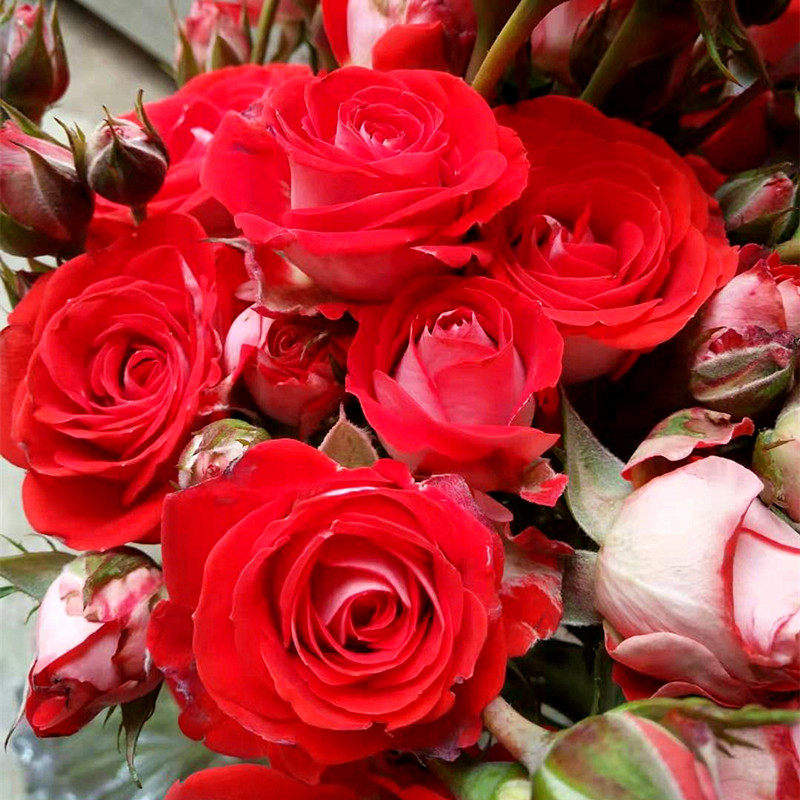 小花农月季坞欧月迪克四季多花复色月季玫瑰绿植盆栽庭院阳台花卉