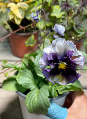 02121蟋蟀满两颗包邮