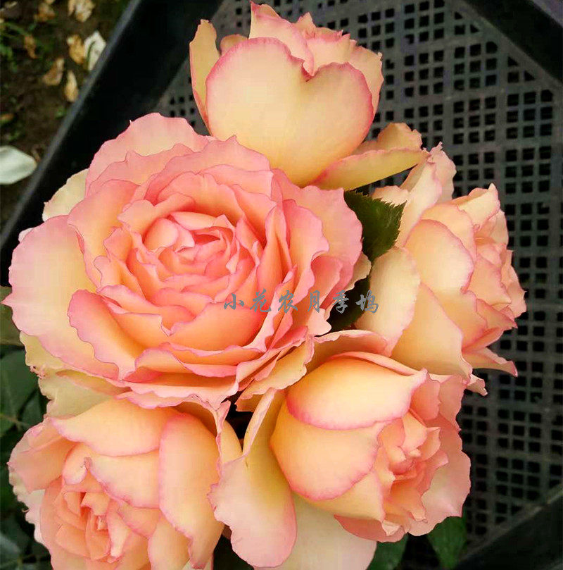 小花农月季坞欧月吉莱塔中苗大花多花月季玫瑰苗绿植盆栽庭院花卉