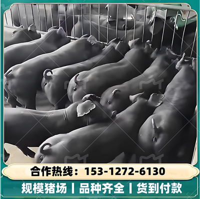 规模猪场丨品种齐全丨安全可靠丨