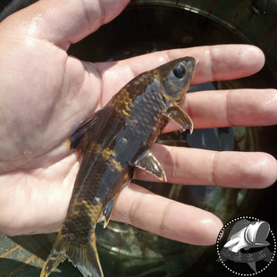 千岛湖鱼野生鱼小溪石斑鱼 新鲜活淡水鱼湖鲜河鲜小鱼溪涧石斑鱼