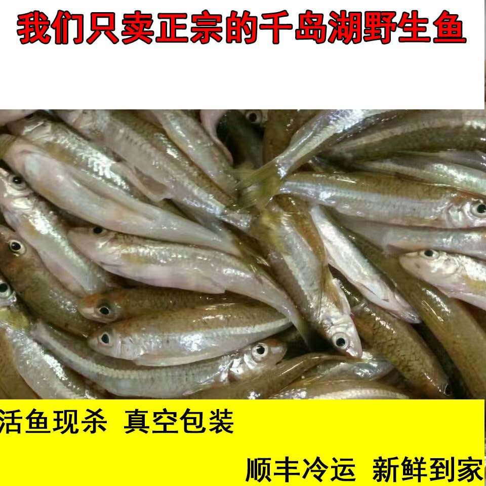 千岛湖鱼鲜活野生棍子鱼  鲜活水产新鲜棍子鱼淡水鱼500g
