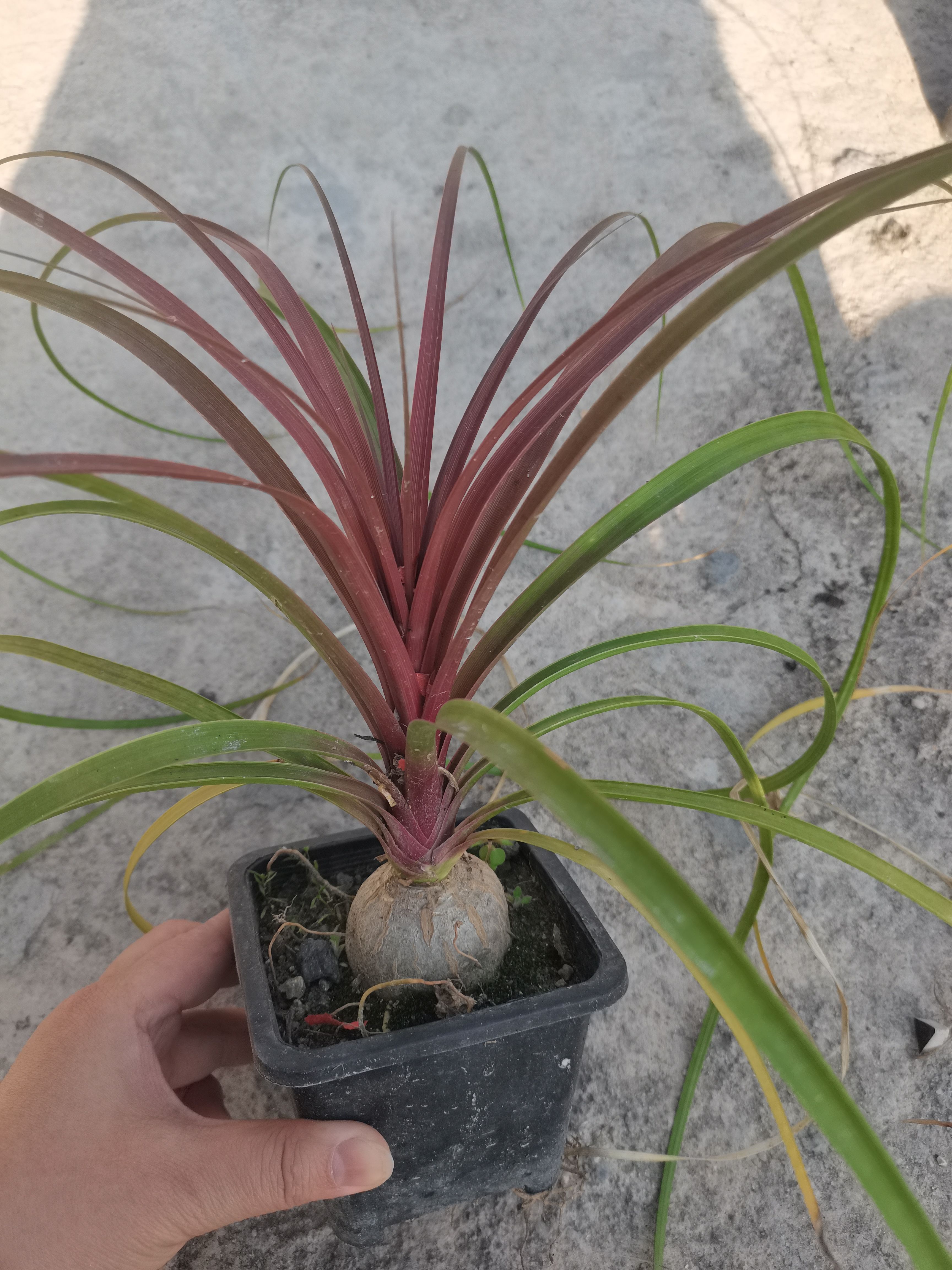 创意酒瓶兰块根好养活萌萌绿植盆栽种苗特价处理包邮