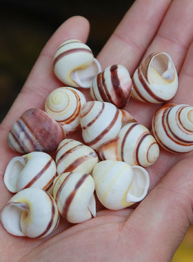 1-2厘米白色条纹小不点巴蜗牛/空壳标本收藏伊利卡诺扭巴面包螺