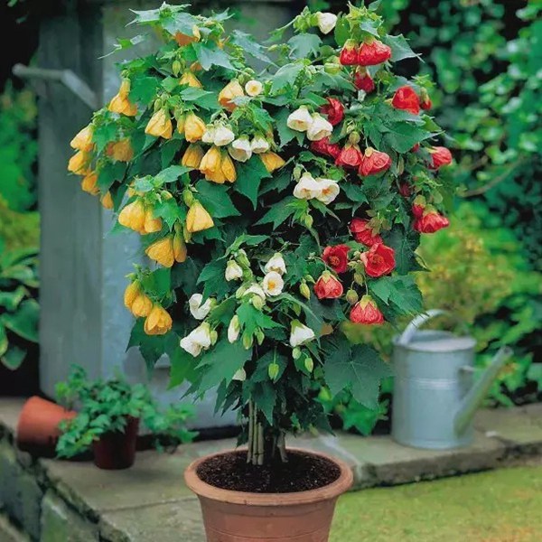 灯笼花藤本爬藤植物盆栽蔓性风铃花室内外庭院观花绿植四季好养