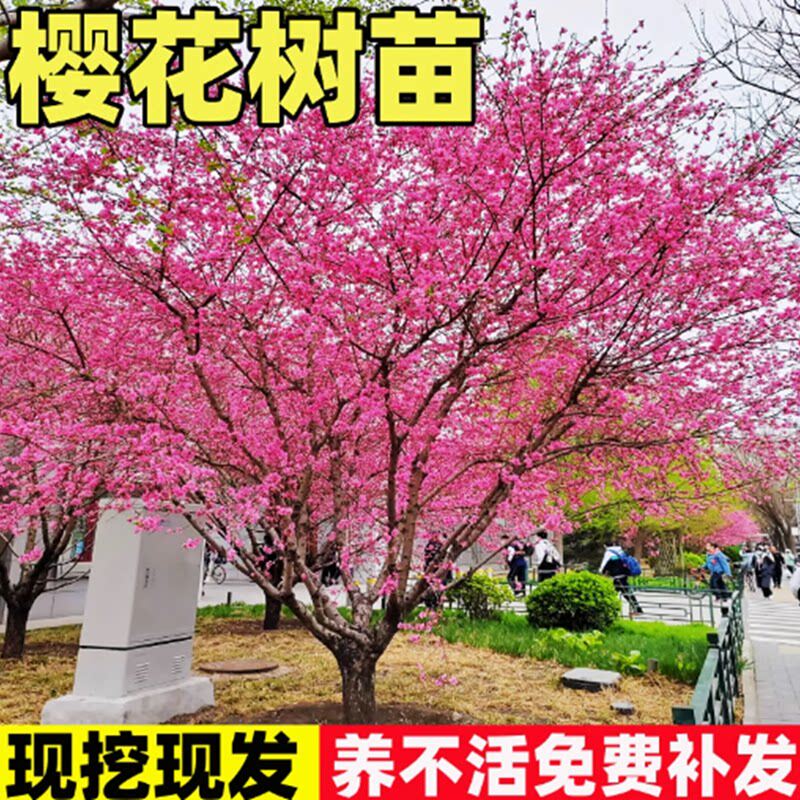 正宗日本树苗庭院晚樱种植风景树盆栽植物景观树绿化苗木