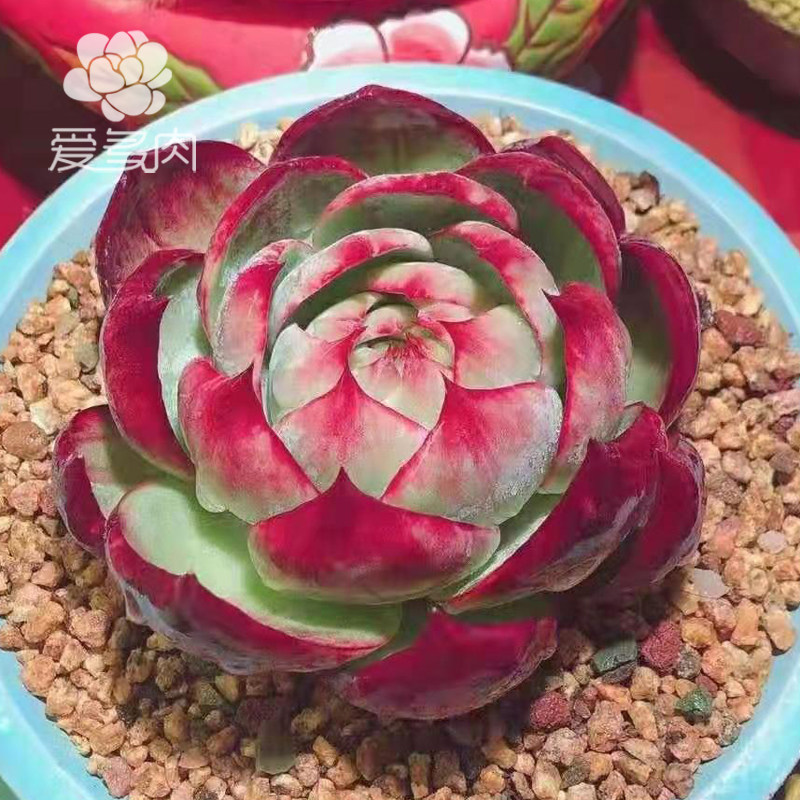 惊鸿仙子 宽叶 正版韩国贵货多肉植物 叶片叶插 新品多肉贵货叶子