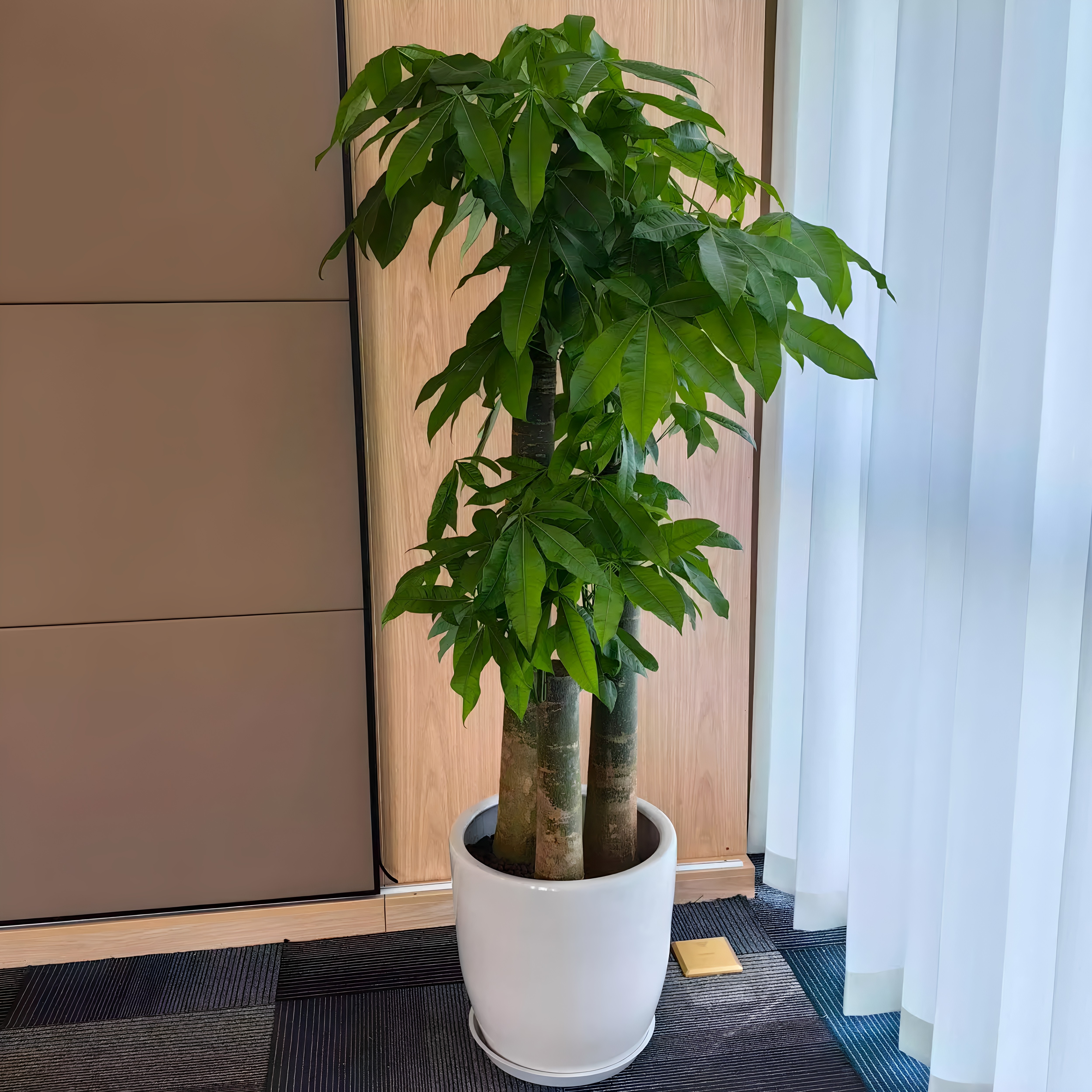 开业乔迁大型绿植物步步高三棵发财树组盆客厅办公室大气观叶盆栽