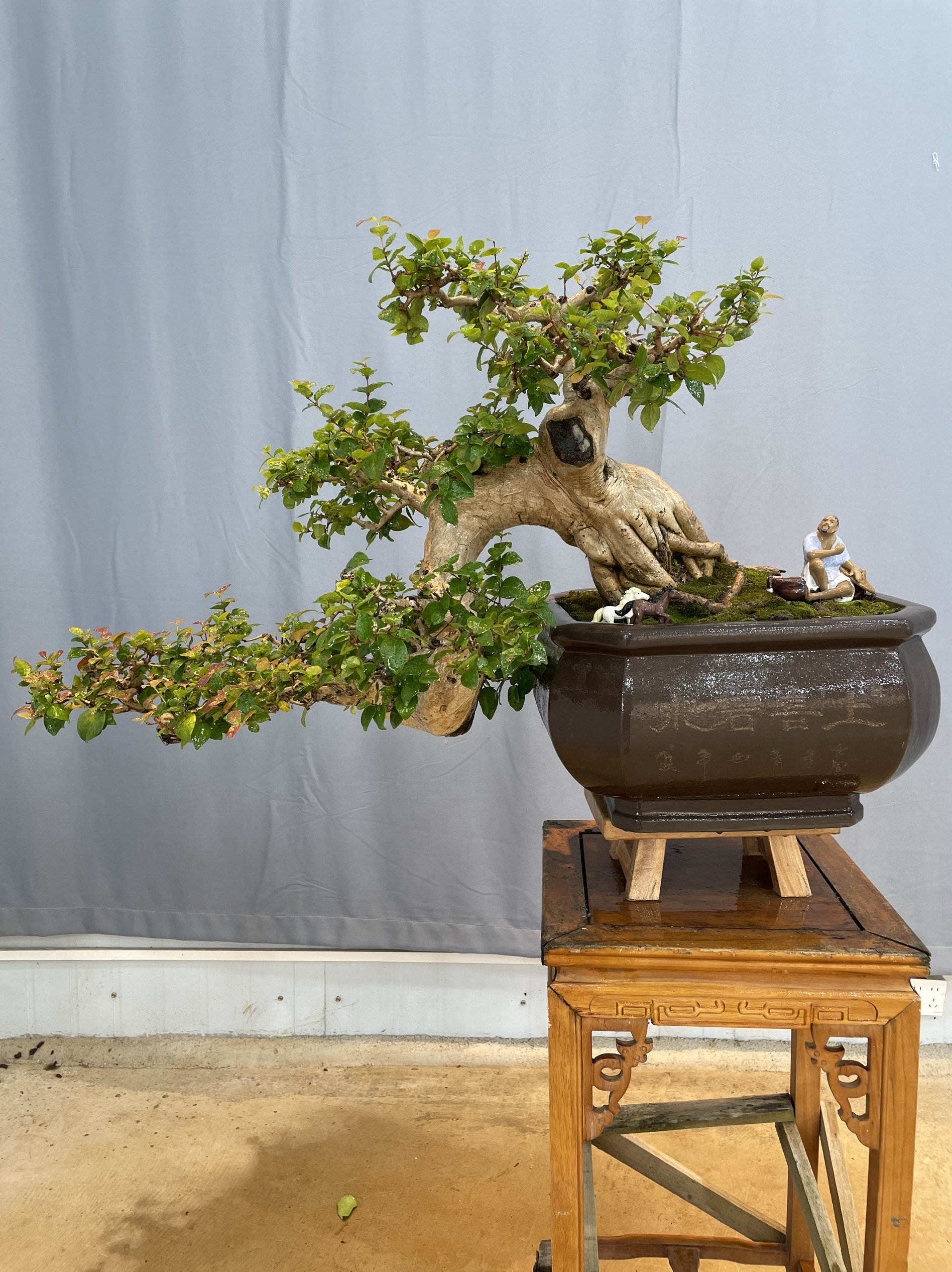 岭南派巴西红果盆景老桩高端品种四季常青室内植物