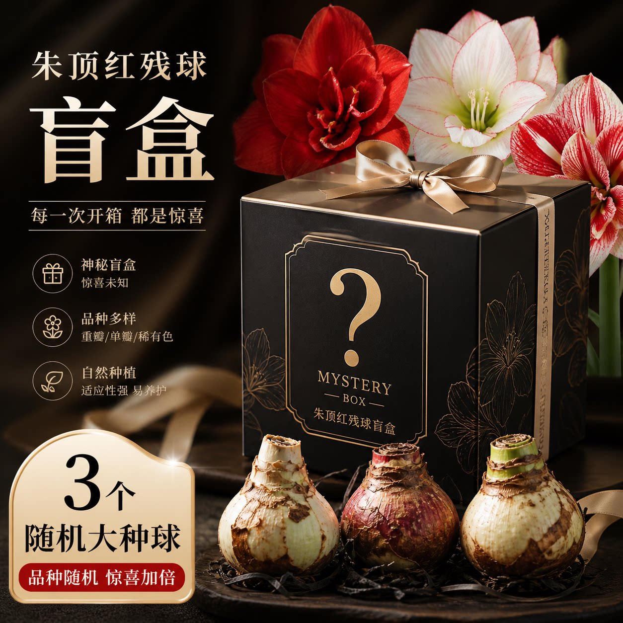 3颗装朱顶红残球盲盒自然球根植物鬼魅舞后花瓣衬裙精灵闪亮等等