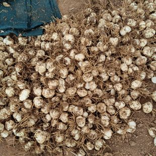 兰州食用甜百合种球百合苗种植苗带根种1斤500克