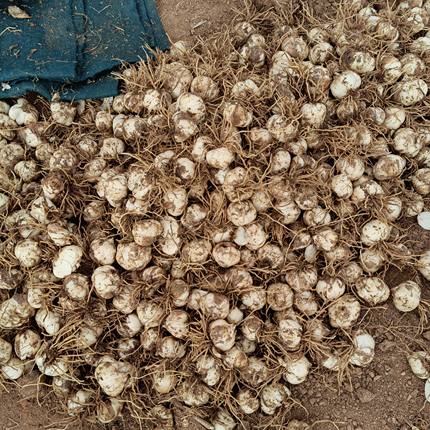 兰州食用甜百合种球百合苗种植苗带根种1斤500克