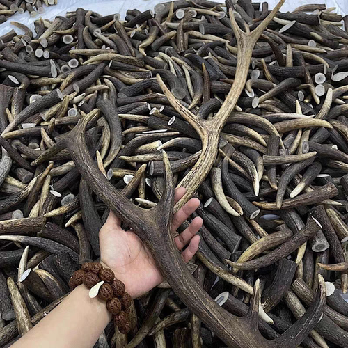 鹿角尖原料烟斗雕刻料把件料刀柄料