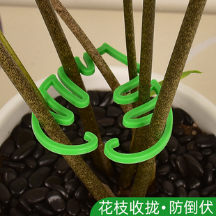 龟背竹支撑杆防倒扶支架春羽收拢定型架园艺花卉盆花支架水培花茎