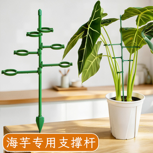 海芋专用支撑杆植物固定神器绿植龟背竹天鹅绒防倒伏园艺花卉扶持