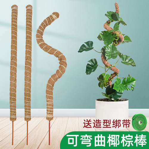 创意椰棕棒龟背竹支撑杆绿萝柱