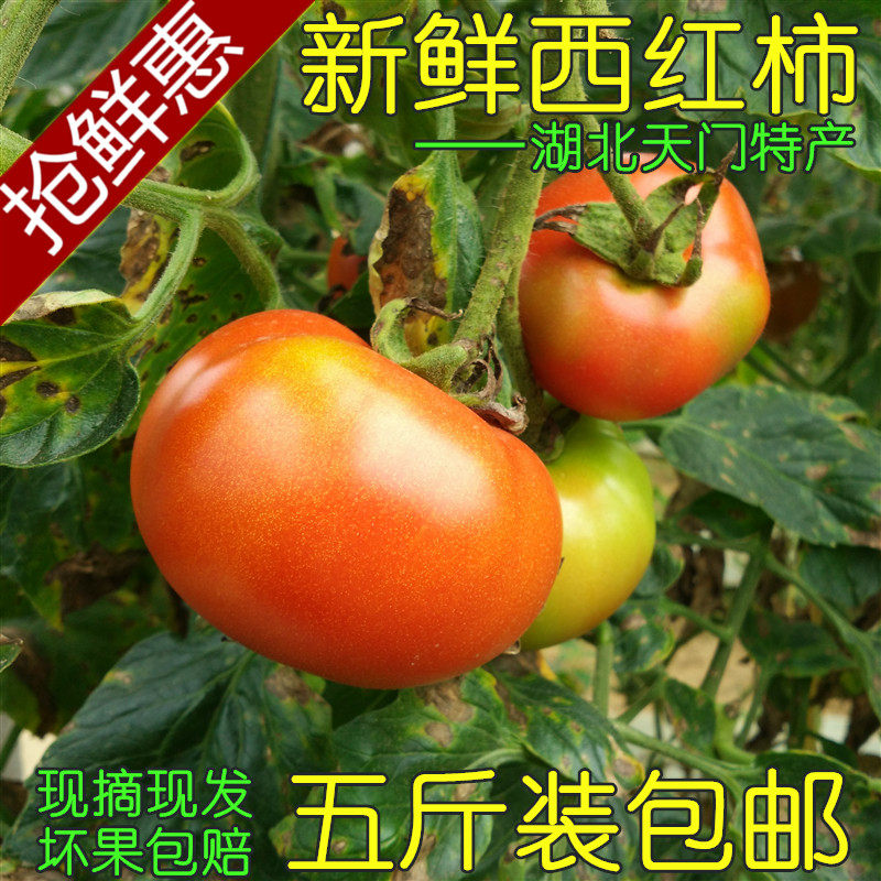 西红柿新鲜湖北天门农家自种番茄应季瓜果现摘5斤装