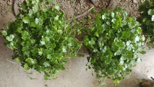 天胡荽破铜钱新鲜遍地锦种植苗 新鲜土地锦绿植 新鲜天胡荽盆栽