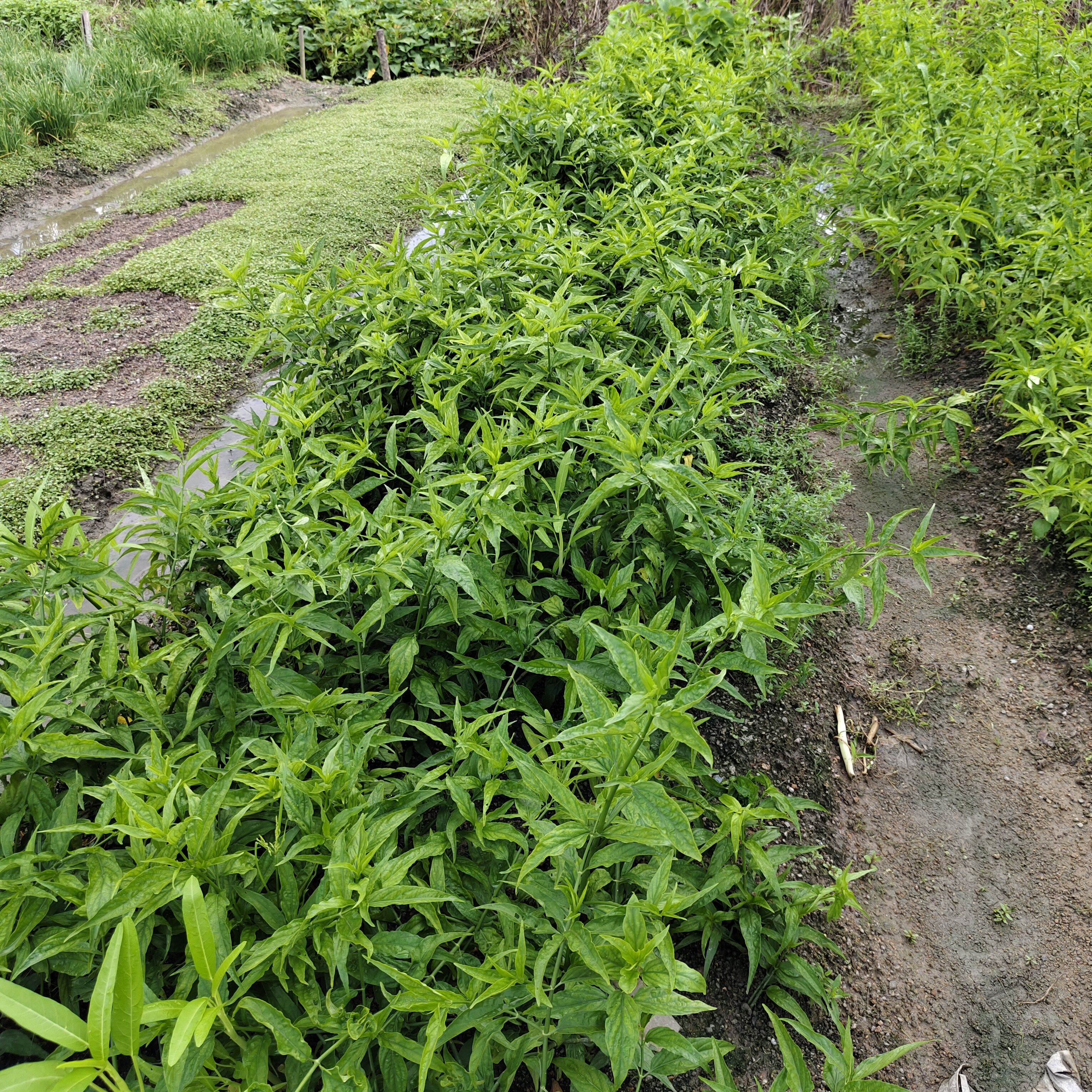 忧遁草种植苗 黎王草盆栽苗 柔刺草 沙巴蛇草盆栽苗鳄嘴花盆栽苗