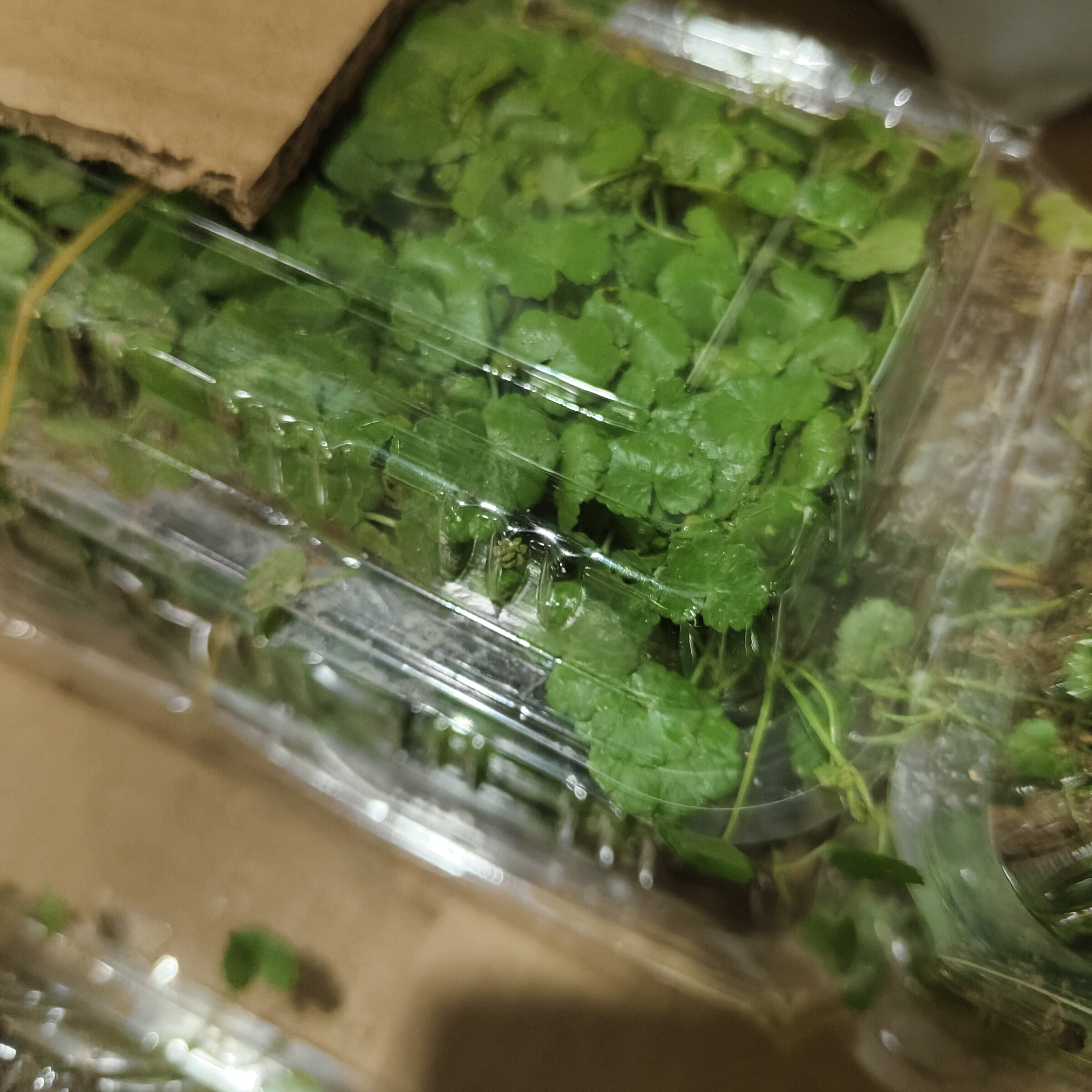 新鲜土地锦种植苗 遍地锦苗天胡荽苗铺地锦星秀草 新鲜满天星草苗