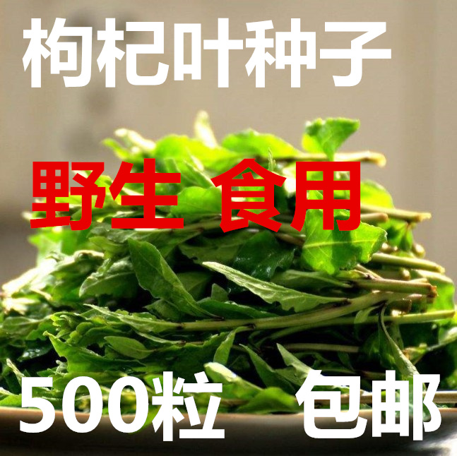 野生枸杞叶菜种子食用苗四季播种