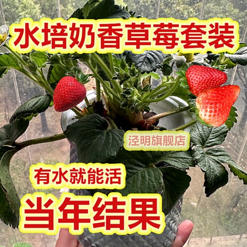 水养牛奶草莓苗室内阳台水培植