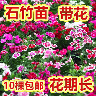 欧石竹花苗五彩常夏少女易活多年矮生草坪石竹苗易活耐寒花期长