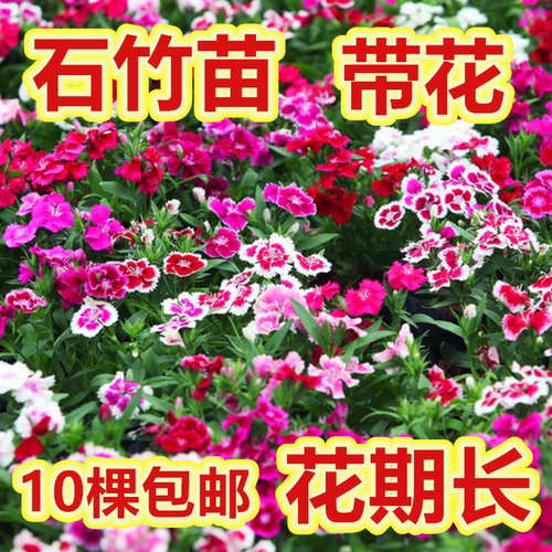 石竹花苗庭院绿化带花原盆原土