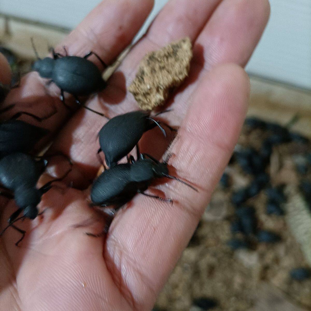 云南野生臭壳子虫臭屁虫九香虫50只包邮1.5元一只