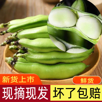 现摘当季现摘新鲜蔬菜蚕豆米兰花豆带壳嫩青胡豆农家大蚕豆青豆荚