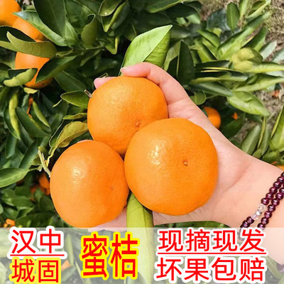 城固蜜桔无核新鲜现摘整箱
