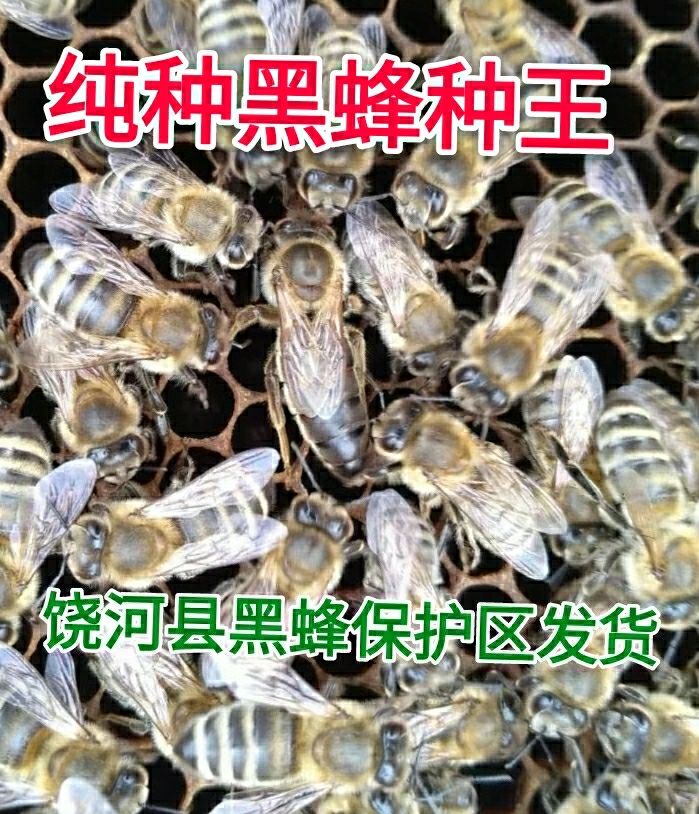 饶河东北黑蜂王东北黑蜂种王鉴定型纯种东北黑蜂原种蜂王