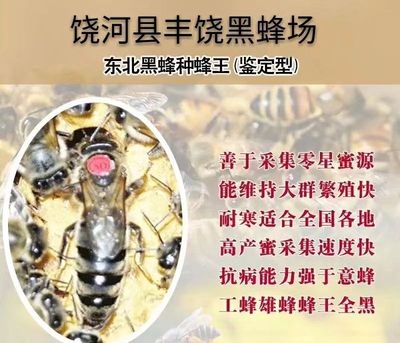 东北黑蜂种王饶河保护区核心区一代纯种原种王官方正品保证后代纯