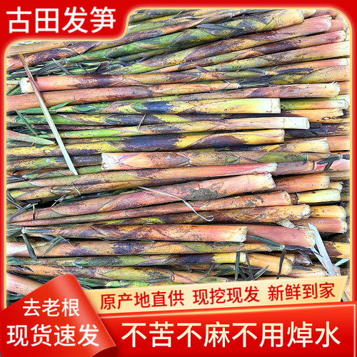 福建古田新鲜发笋甜笋野生小竹笋哈笋春笋脆嫩不苦不麻免焯水现挖