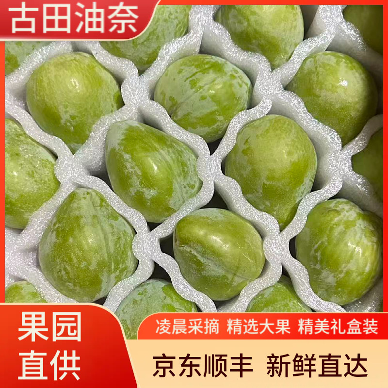 现摘顺丰古田油奈李青奈脆李子脱骨李桃形空心李子新鲜水果礼盒装