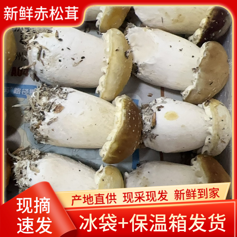 当季新鲜赤松茸大球盖菇姬松茸炒菜煲汤火锅食用菌菇蘑菇现摘现发