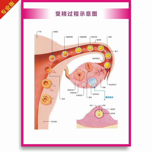 女性生殖海报图片受精过程