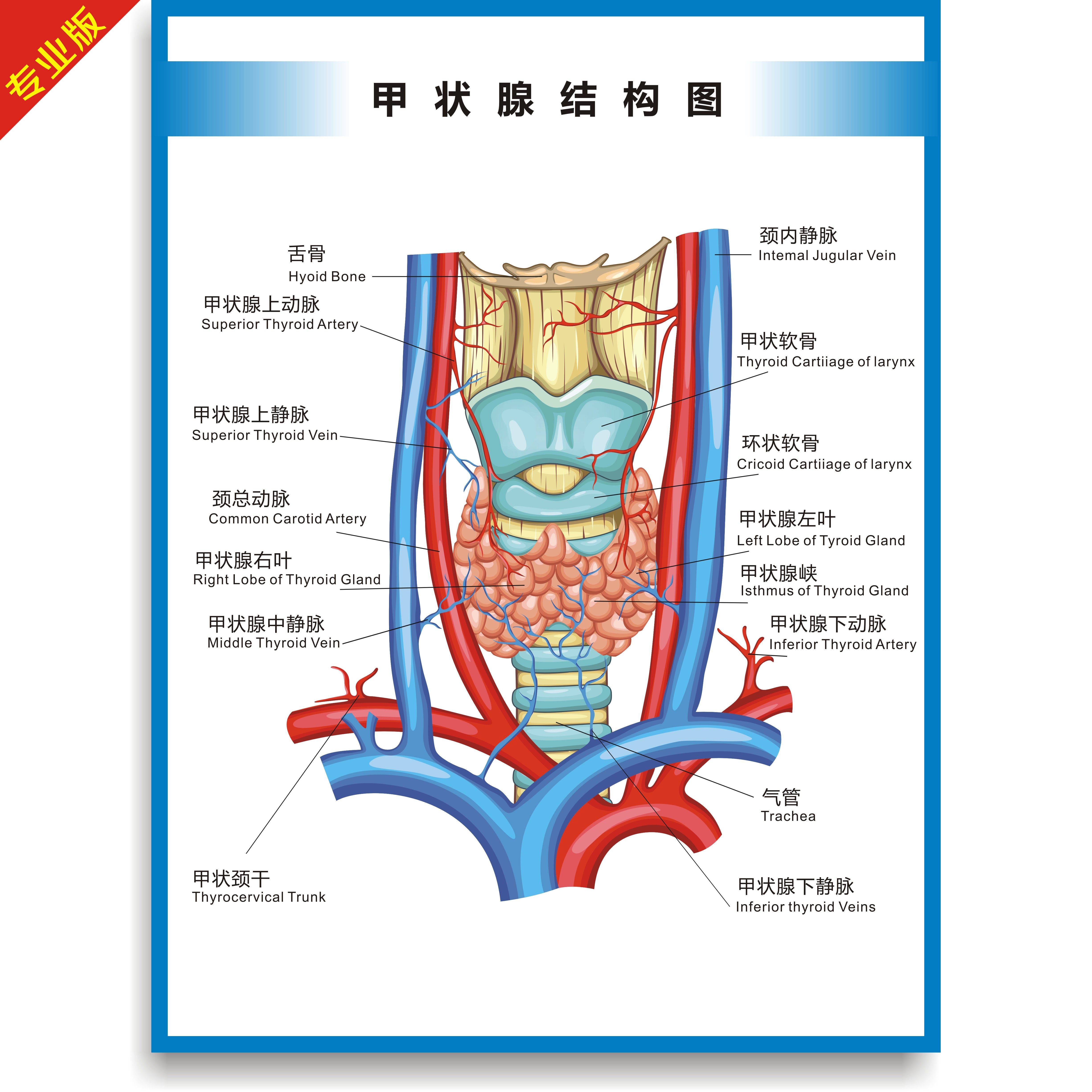 甲状腺解剖图结构图高清医疗医学医院诊所挂图海报