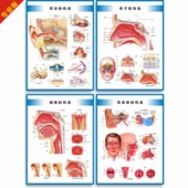耳鼻喉构造图耳鼻喉解剖图耳鼻喉结构图耳鼻喉科挂图医院科室海报