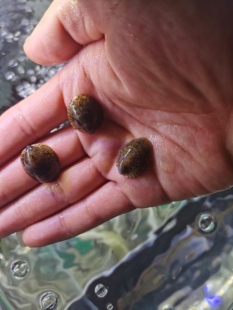 鲍鱼螺金刚螺苹果螺杀手螺橙兔螺除藻利器草缸除藻神器吃绿藻褐藻