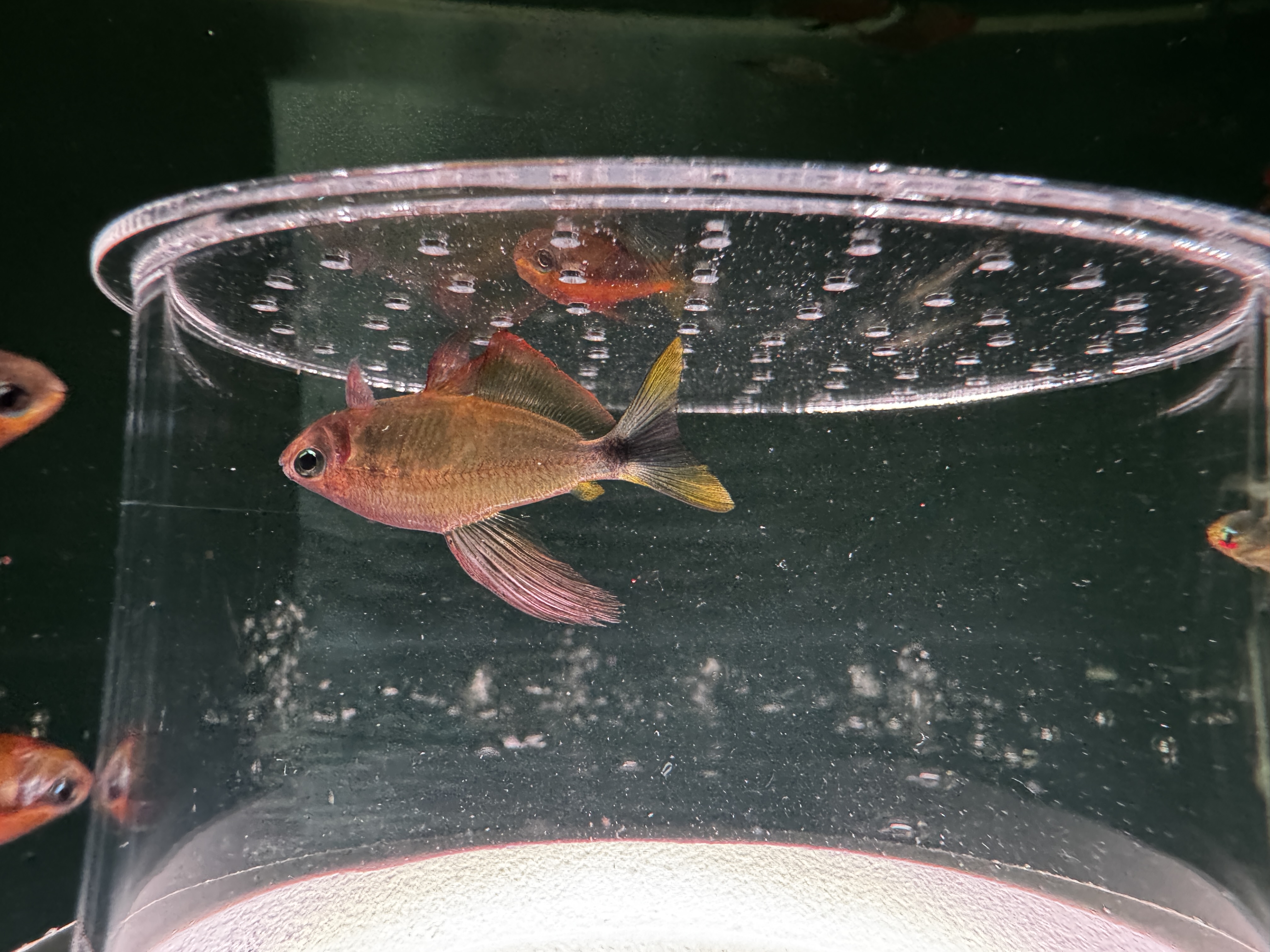 蝴蝶凯蒂灯鱼南美热带观赏鱼高端稀有品种蝴蝶黄红凯蒂鱼活体