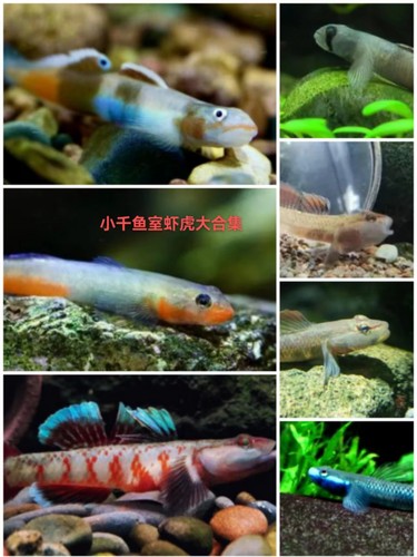 紫身枝丫虾虎白面虾虎西瓜天使