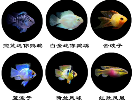 金波子红肚凤凰荷兰黑钻凤凰蓝波子阿凡达迷你鹦鹉鱼草缸小型热带,宠物/宠物食品及用品,鱼,淘宝优惠券,粉丝福利购,淘宝优惠卷