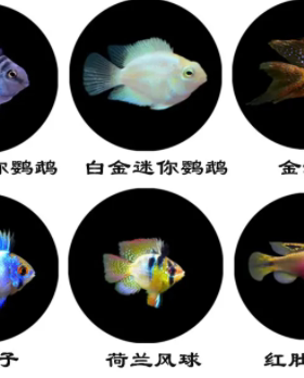 鲷鱼金波子荷兰凤凰阿凡迷你