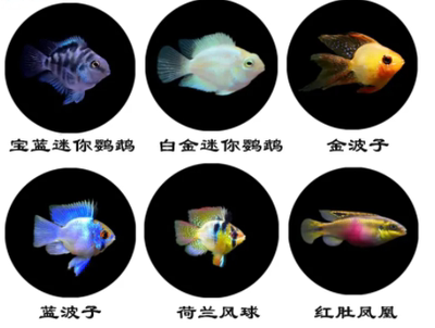 鲷鱼金波子荷兰凤凰阿凡迷你